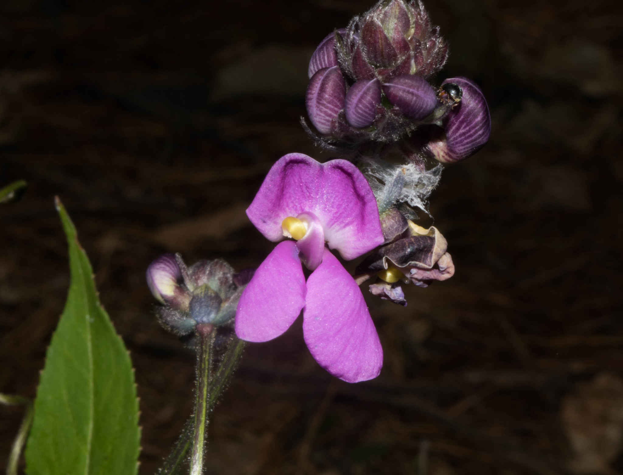 Phaseolus vulgaris